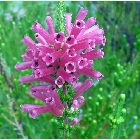 ERICA VERTICILLATA VASO 12CM