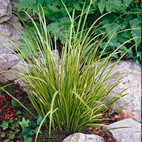 - Acorus Ogon - Acore nain - Plantes de bassin - Résistante au gel - 10-20 cm de haut - Pot 9 cm (1/3)