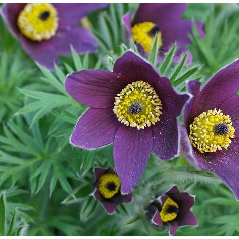 4 x Anémone pulsatile - Pulsatilla vulgaris - godet 9x9 cm