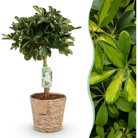 Plante d'intérieur Schefflera Gold Capelle Arbre à doigts avec Panier Vert et Or 70-81 cm - PANGIVO (1/5)