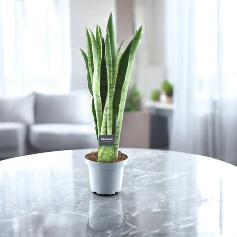 Gardenaria Sansevieria trifasciata 'Spearmint' - Pianta da interno ornamentale - Altezza: 55 cm (vaso 14) (1/5)