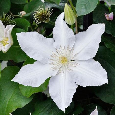 Clématite 'Gladys Picard' - Clématite - 50-60 cm en pot : Plante grimpante aux grandes fleurs blanches avec une rayure vert clair au milieu des pétales. (1/2)