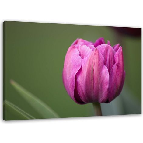 Tableau déco Tulipe mauve en fleur 90x60 (1/5)