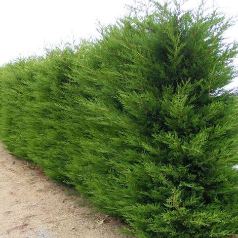 Vivaio Garden Forest – Cyprès Leylandii conifère H 130 cm – Feuillage écailleux vert – Croissance rapide pour haies compactes – Résiste à -15°C