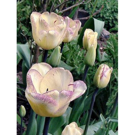 Tulipe triomphe 'Shirley' Bulbe calibre 11+ (par 10) (1/2)