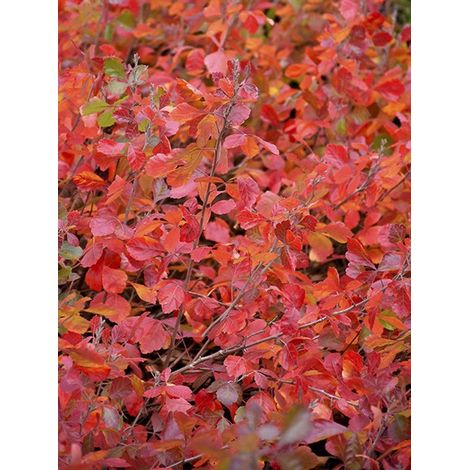 Sumac aromatique 'Gro-Low' Pot de 3L/4L