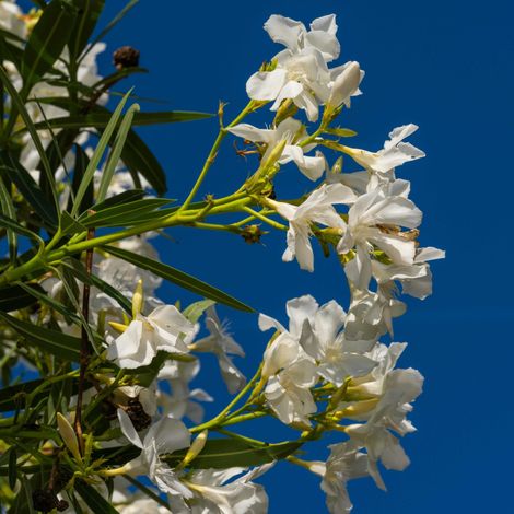 Nerium oleander "bianco" - oleandro - alveolo forestale (1/2)