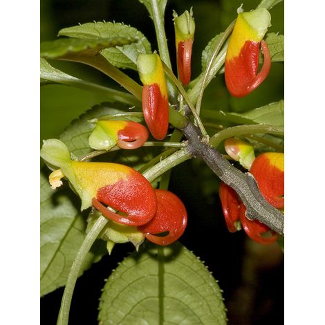 Impatience de Zanzibar 'Rouge et Jaune' Godet de 7/8 cm