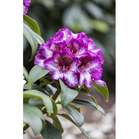Rhododendron 'Hans Hachmann'® Rhododendron Hybr.'Hans Hachmann' -R- C 5 30- 40 (1/3)