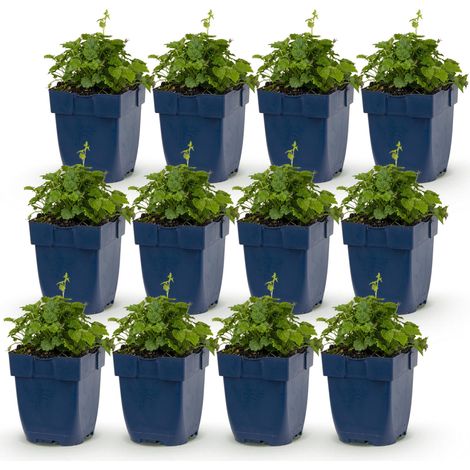 Campanule 'Lisduggan Variety' Plante Vivace Couvre-sol Bleu Lavande - Lot de 12 Plants - PANGIVO (1/5)