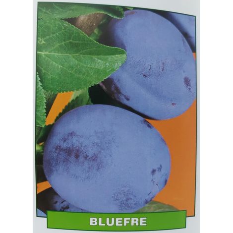 Susina Bluefre - pianta di 3 anni