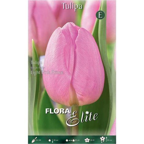 TULIPANO WHITE PRINCE CONFEZIONE DA 10 BULBI AUTUNNALI BULBS BULBES