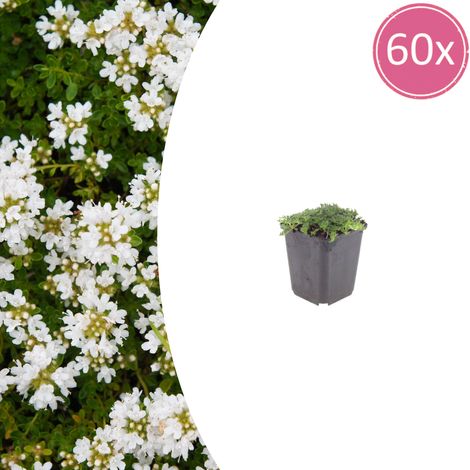 Lot de 60 Thymus praecox Albiflorus Thym Rampant Couvre-sol Fleurs Blanches 10-25cm Ø9cm - PANGIVO (1/5)