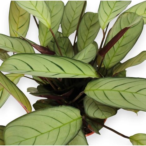 Gardenaria Ctenanthe burle-marxii 'Amagris' - Pianta da interno ornamentale - Altezza: 20 cm (vaso 12) (1/5)