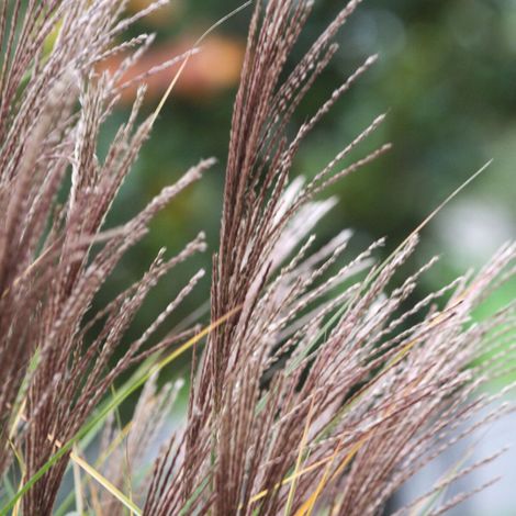 Miscanthus, Roseau de Chine Morning Light/Godet - 5/20 cm