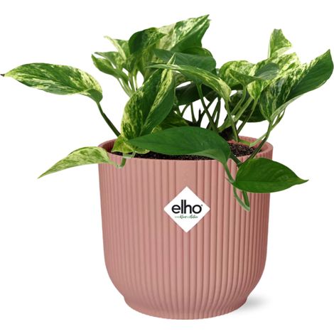 Scindapsus Marble Queen Epipremnum plante d’intérieur retombante pot 14 cm - PANGIVO (1/5)