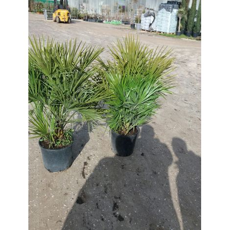 PIANTA DI CHAMEROPS UMILIS PALMA NANA VASO 28 CM  ALTEZZA 130 CM (foto reali)