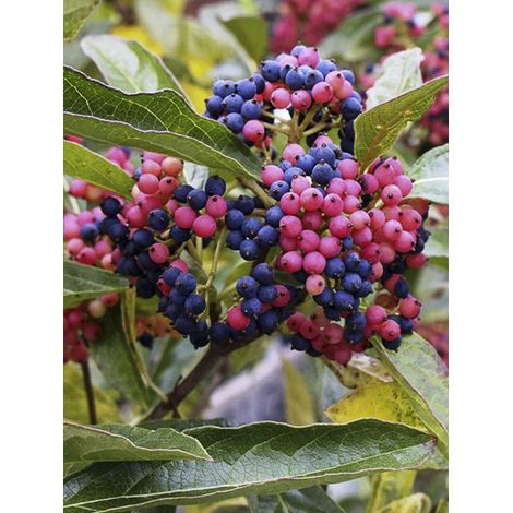 Viorne nudum 'Pink Beauty' Pot de 3L/4L
