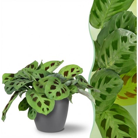 Maranta Fascinator Kerchoveana Plante d'Intérieur Zèbre Amicale Animaux avec Pot Gris 12cm 25cm - PANGIVO (1/5)