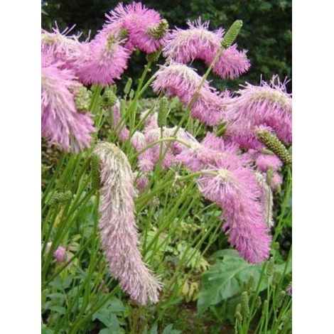 Pimprenelle 'Pink Brushes' Godet de 8/9 cm