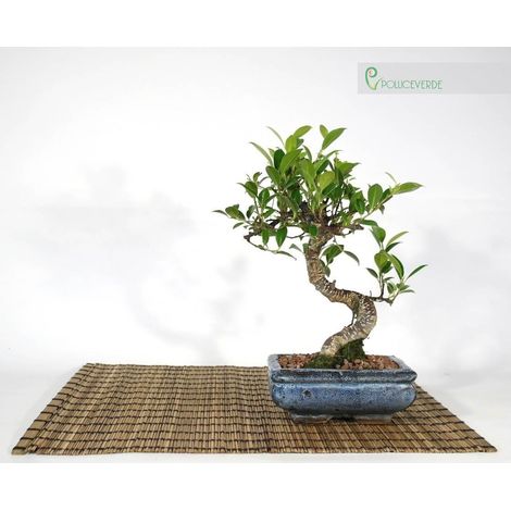 Bonsai di Ficus Retusa vaso cm. 15 (1/2)
