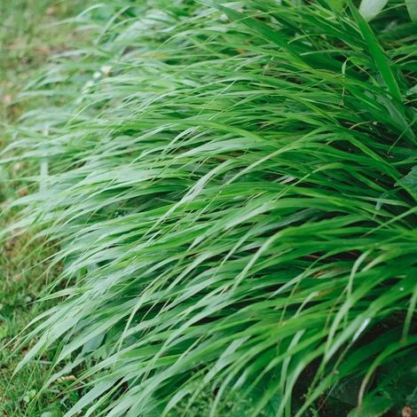 Gardenaria Hakonechloa macra - Graminacea ornamentale da esterno - Altezza: 40 cm (vaso 17) (1/3)