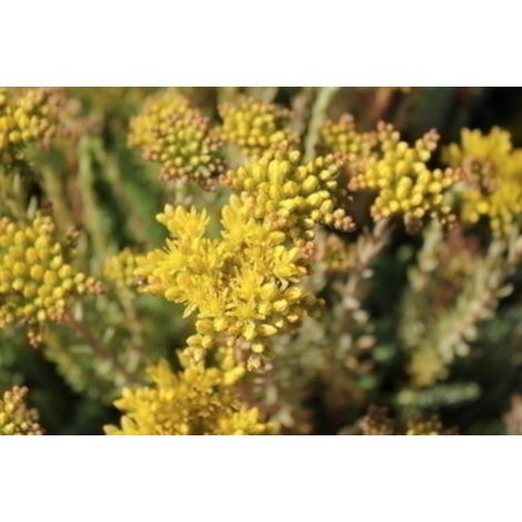 6 x Sedum reflexum - tripmadam, orpin, prikmadam en pot 9 x 9 cm