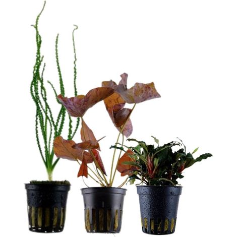 Exclusives Set mit 3 Pflanzen Aquariumpflanzen Set Nr.135
