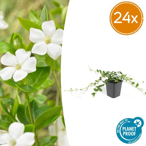 Lot de 24 Vinca minor 'Alba' - Petite Pervenche Blanche Couvre-sol - Pot Ø 9cm - 10-25cm - PANGIVO (1/5)