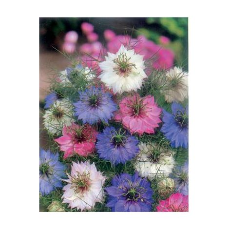 NIGELLE DE DAMAS - 3 G - bouquet sec