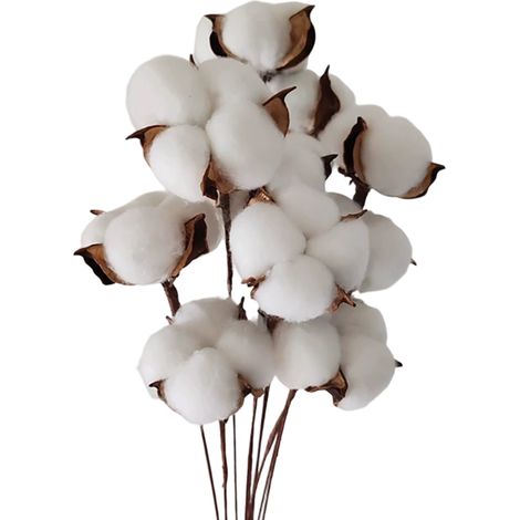 Lot de 30 véritables fleurs de coton séchées avec tige, 30 cm - Lot de 30 véritables fleurs de coton séchées avec tige, 30 cm (1/5)