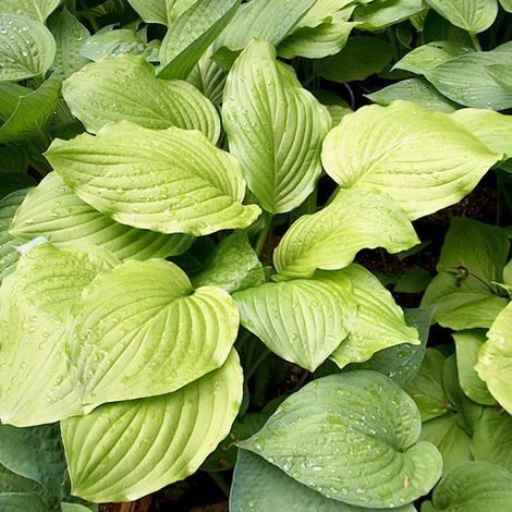 4 x Hosta 'Honeybells' - godet 9x9 cm (1/5)