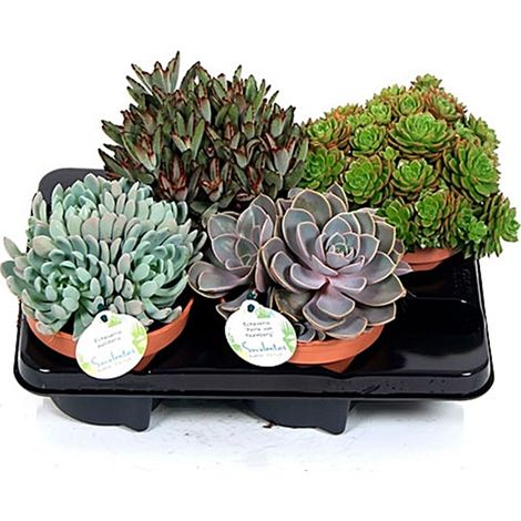 Pack de 4 Plantas Crasas Echeveria en Maceta M14
