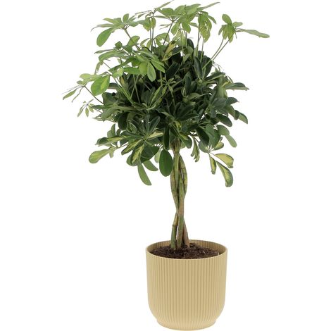 Schefflera Arboricola 'Gold Capella' con Eco-Vaso Butter Yellow - Pianta Tropicale Purifica Aria da Interno - H 75-85 cm Vaso Ø 19 cm (1/4)