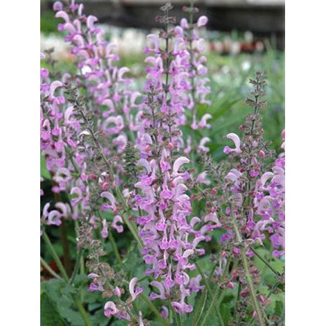 Sauge des près 'Pink Delight' Godet de 8/9 cm