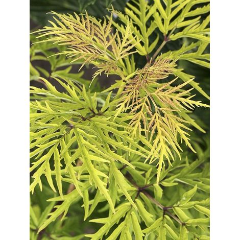 Sureau à grappes 'Lemony Lace' Pot de 2L/3L (1/3)