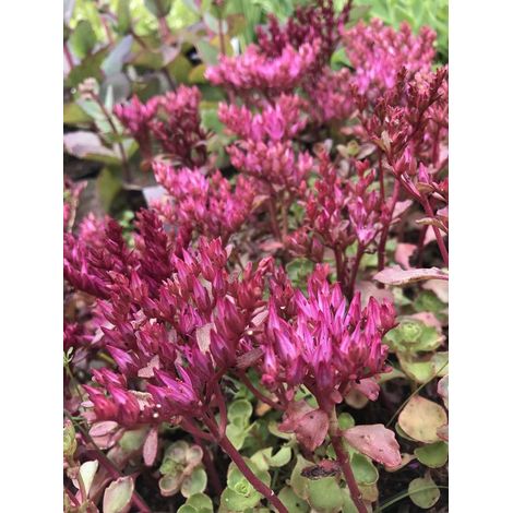 6 x Sedum spurium 'Fuldaglut' - Orpin - Pot P9 (9 x 9cm) -
