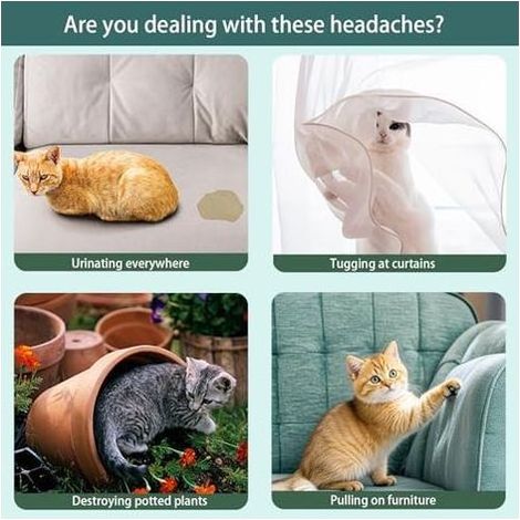 Répulsif pour Chats d'extérieur, dissuasif d'intérieur Empêche Les de marquer Leur Territoire avec Urine Éloigne Chat des pelouses, Cours et Jardins -
