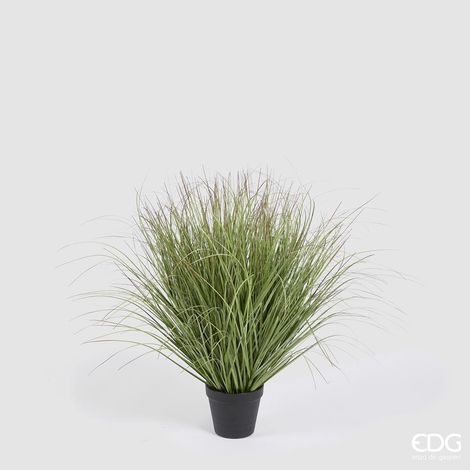 EDG Festuca Con Vaso H 58 cm (1/3)