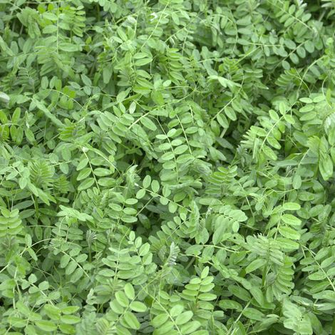 Sommerwicken Vicia sativa 25 kg Futterwicke Saatwicke Futterpflanze Futterbau
