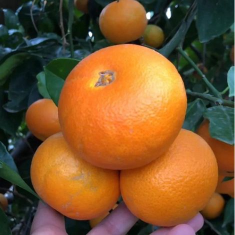 PIANTA DI MANDARANCIO in fitocella - età 2/3 anni (foto reali)