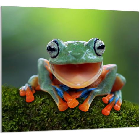 PANNELLO IN VETRO PER CUCINA 65x60 Frog (1/5)