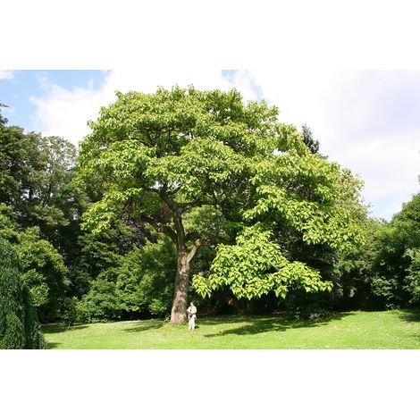 Paulonia "Paulownia tomentosa" esemplare in mastello Circonferenza tronco 14/16 cm h 4 metri circa (1/5)