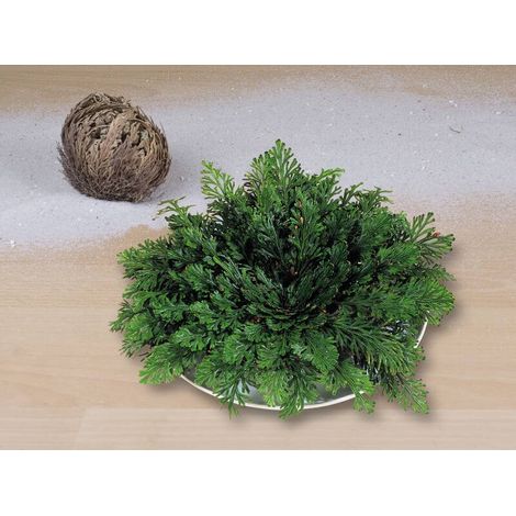 Rose von Jericho (1/3)