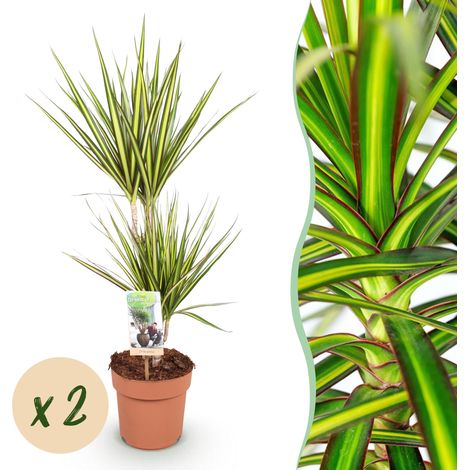 Lot de 2 Dracaena Sunray Arbre à Dragon Plante d'Intérieur Facile Vert et Jaune 70-75 cm Pot 17 cm - PANGIVO (1/5)