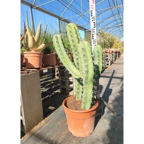 Cactus Myrtille Myrtillocactus Geometrizans Pot 25 cm Cactacée Colonnaire (1/4)