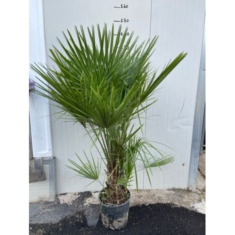 Vivaio Garden Forest – Chamaerops humilis palmier nain – Feuillage vert grisâtre – Fleurs jaunes en panicules – Hauteur 2 à 3 mètres – Résistant jusqu'à -5°C
