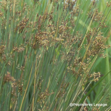 3 Joncs courbés (Juncus inflexus)
