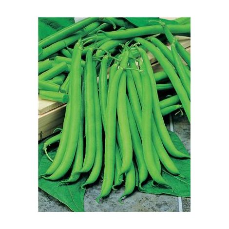 HARICOT NAIN CASTANDEL - 150 G - Graines