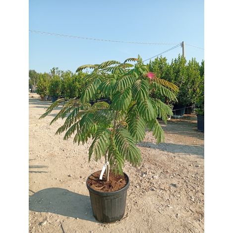 ALBIZIA JULIBRISSIN OMBRELLA ® CESP.40